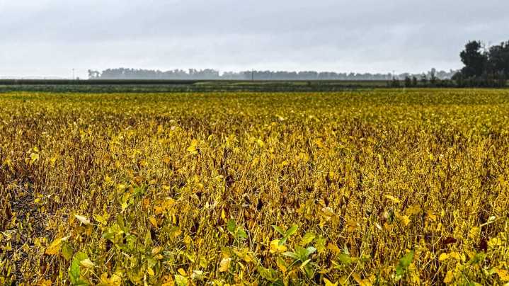 Midwest soybeans are headed to China but farmers still need other buyers