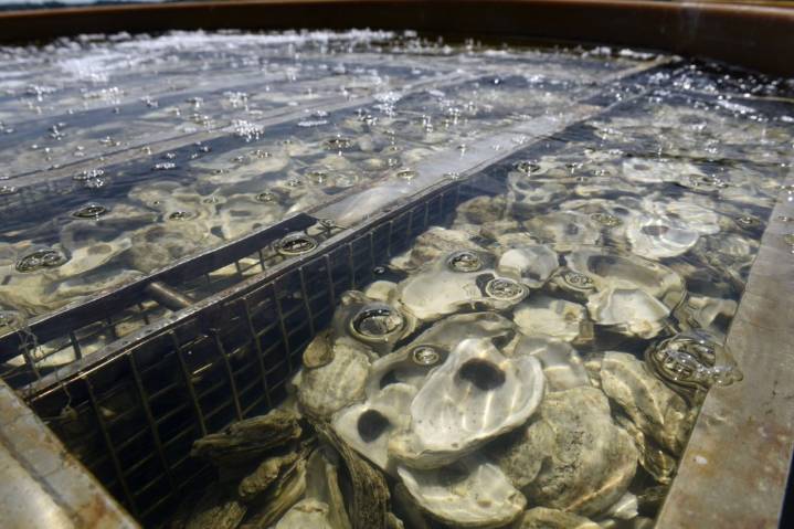 Rising microplastics endanger Chesapeake Bay oysters, human health