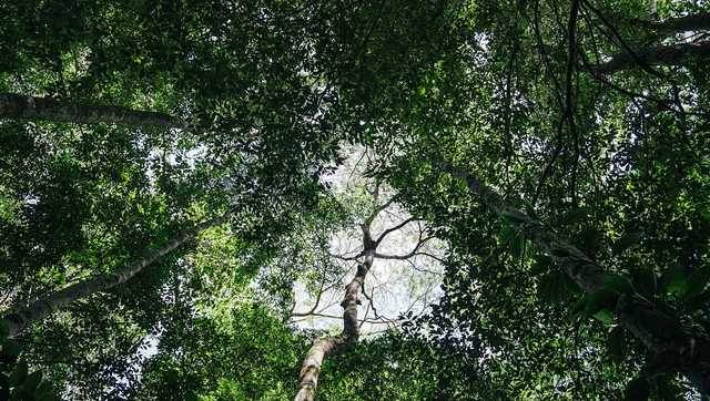 Brazil stumps up billions of dollars for its ambitious rainforest fund at UN climate summit