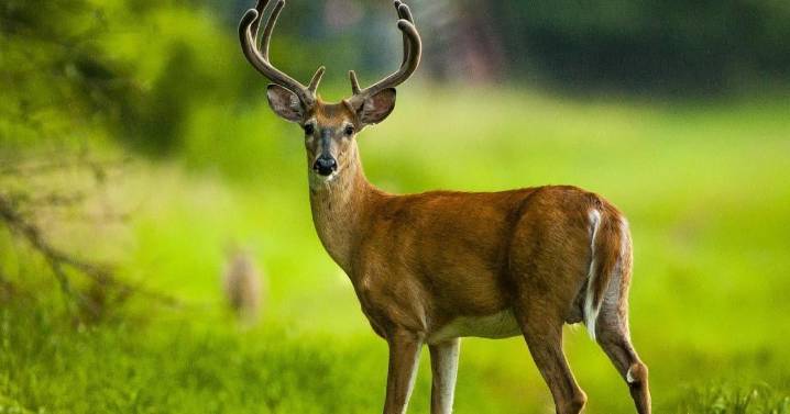 Wilkes County woman survives deer attack
