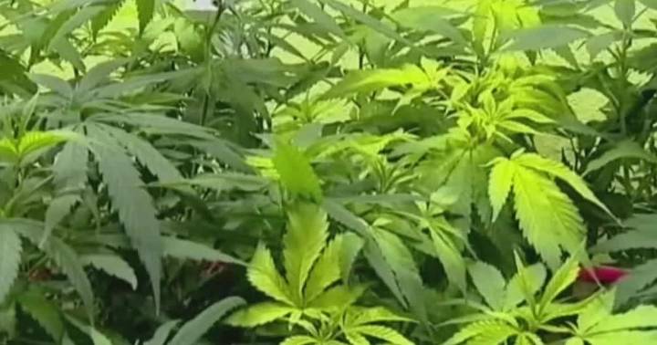 University of Washington doctors observe cannabis-induced syndrome involving stomach issues