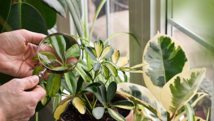 12 Common Pests That Will Scurry Away After Catching The Smell Of This Kitchen Essential