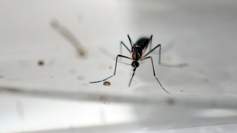 Yucatán inaugura Fábrica de Mosquitos Buenos contra el dengue y zika
