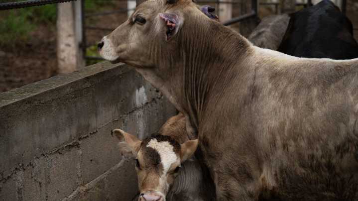 EUA No Está Listo para Abrir su Frontera al Ganado Mexicano, Afirma Rollins: ¿Cuál Es el Motivo?
