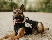 K9 Alert Leads to Columbus Narcotics Arrest