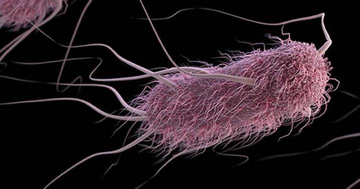 Contaminated meat from the grocery store may be causing your UTIs