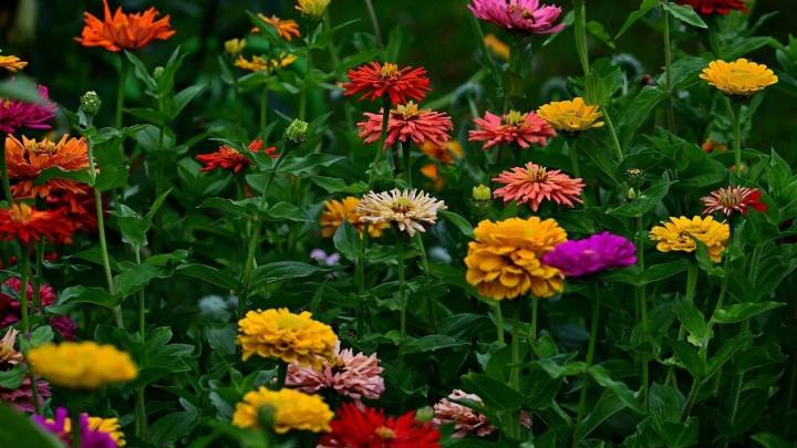Las plantas que aman el sol y se mantienen impecables incluso en los días más calurosos