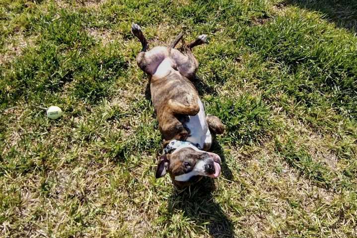 HTX Happy Tails Dog Walking & Pet ...