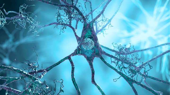 Supplement For High Blood Pressure Clears Signs of Alzheimer's in Mice