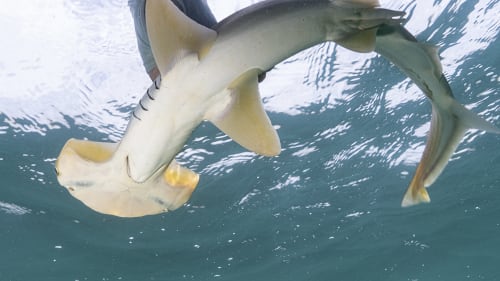 New environmental DNA test could help rare hammerhead sharks fight extinction