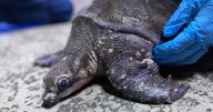 Fly River Turtle rescued in Wasaga Beach, Ont. dies despite intensive care