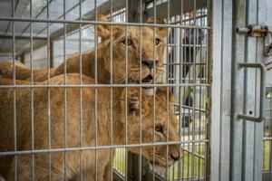 Young lions play for first time since being rescued from Ukraine