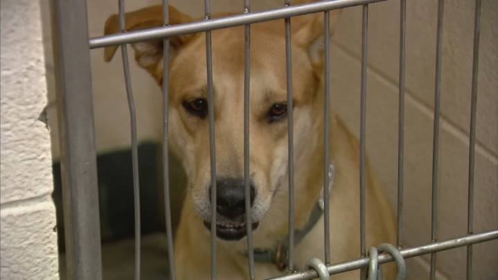 Indianapolis Animal Care Services touts progress under new leadership