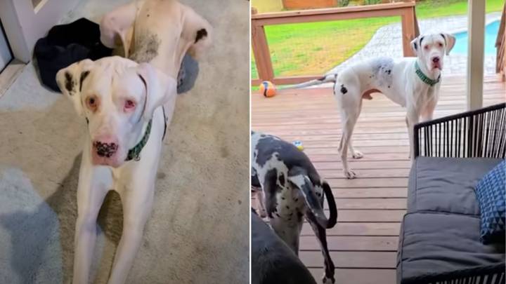 Florida Foster Pup Trembles With Anxiety Until A Gentle Giant Steps In To Comfort Him