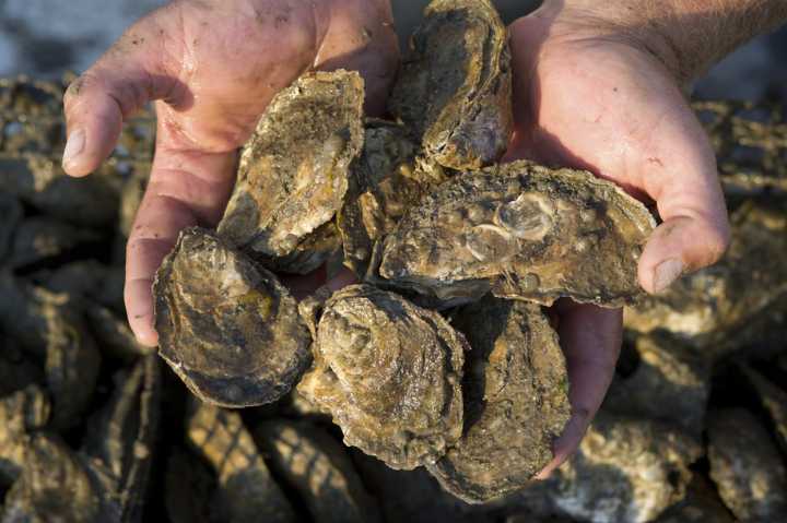 Foreign food safety inspections hit historic low after Trump cuts