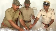 Rs 12 lakh per litre! First-ever cannabis oil worth crores seized in Odisha