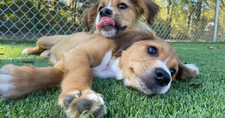 Dos and don'ts: holiday food safety for pets