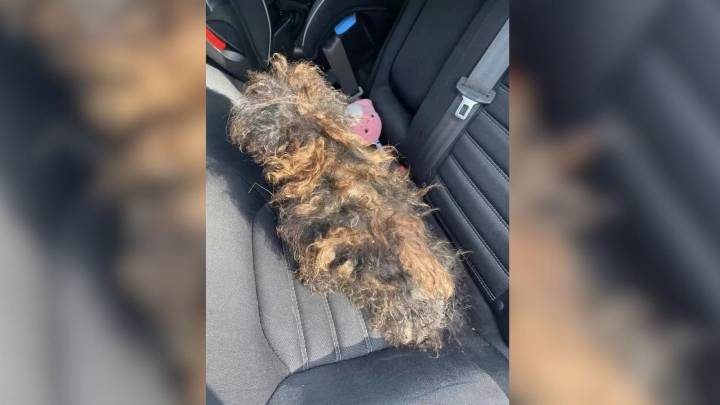 Missouri Driver Notices Wig-Like Object On Road And Is Shocked By What It Really Is