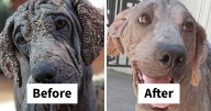Guy Shares 27 Incredible Before & After Rescue Dog Transformations, Shows What Love Can Do
