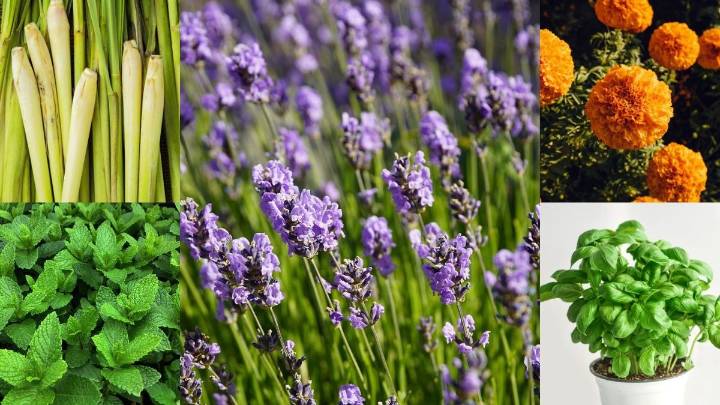 Green guardians: 5 indoor plants that naturally repel mosquitoes