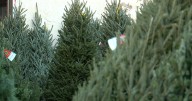 Christmas tree permits available from Pike-San Isabel National Forests