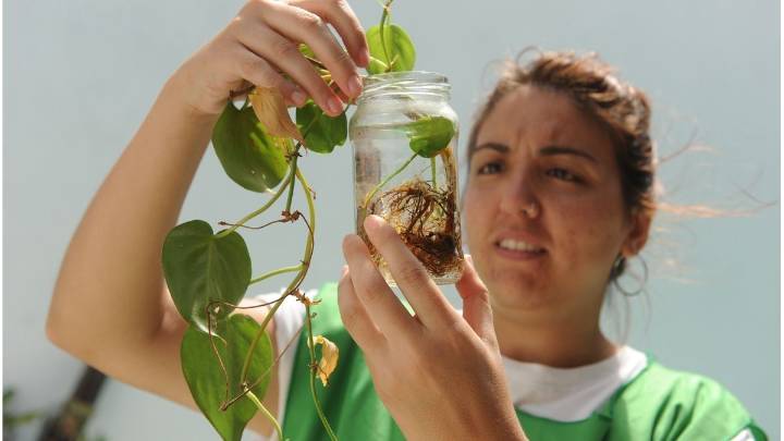 Dengue en Santa Fe: sin casos confirmados, crece la presencia del mosquito vector en distintos barrios