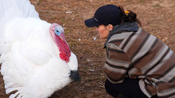 More families ‘adopt’ turkeys for Thanksgiving instead of eating them
