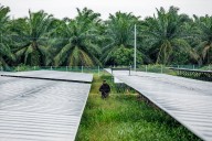 AI Boom Is Turning Malaysia’s Palm Oil Estates Into Data Centres