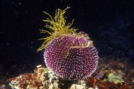 Descubren animal que es casi puro cerebro: así funciona su increíble sistema nervioso