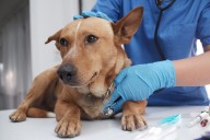 Veterinarian Jailed for Refusing to Return Homeless Man’s Sick Dog