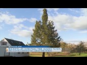 Rockefeller Christmas tree headed to NYC