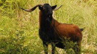 Mallorca prohíbe alimentar a las cabras salvajes para no favorecer su concentración anómala