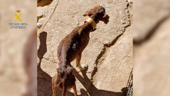 Rescatan 14 perros en estado extremo de abandono en una perrera del Somontano