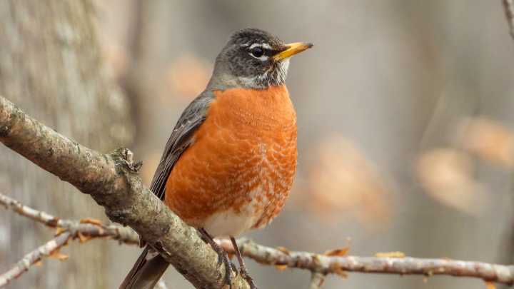 The Bird Feeding Trick That Will Attract More Robins To Your Yard