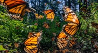 Bedolla pide a Canadá y EEUU reforzar protección a la migración de la mariposa monarca