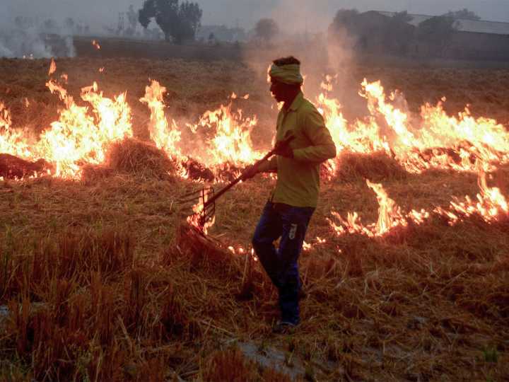 Punjab records 3,284 stubble burning from Sept 15 to Nov 6