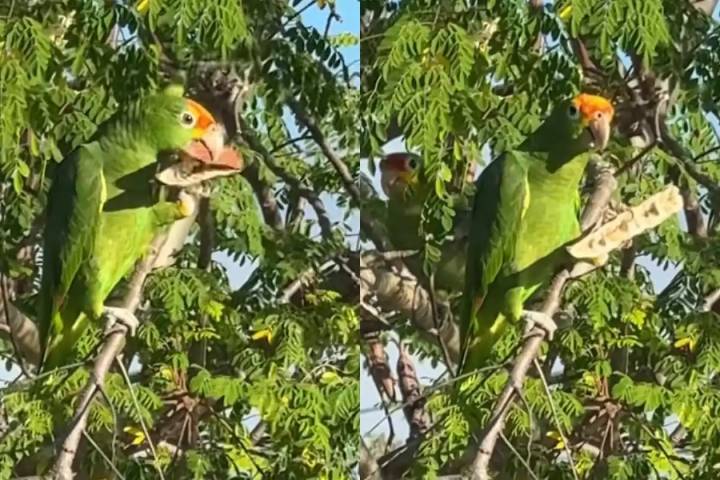 Loro causa sensación al ser captado comiendo semillas en un árbol de Mérida