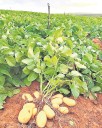 Montha rain dampens potato farmers’ hopes