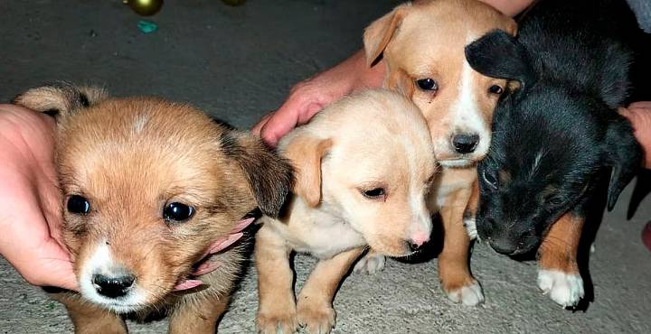 IMPA detecta abandono recurrente de perros en centro de Morelia