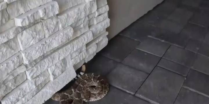 Fall spike in rattlesnake encounters for southern Arizona