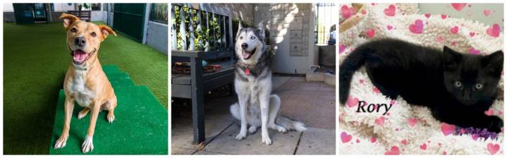 Meet Dylan, Roxy and Rory, this week’s Pets of the Week