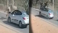 Caught On Camera: Nilgai Thrown 10 Feet Into Air After Being Hit By Car In UP's Saharanpur; Animal Dies On Spot