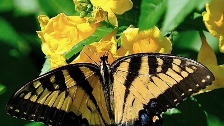 Strike gold with the Chicklet Gold Esperanza, with Orange and Red, too