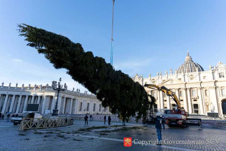 Vatican's 2025 Christmas tree installed in St. Peter's Square
