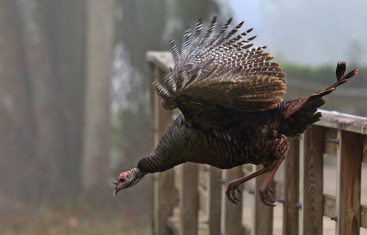 With turkey tourism booming, Florida seeks funds to court hunters