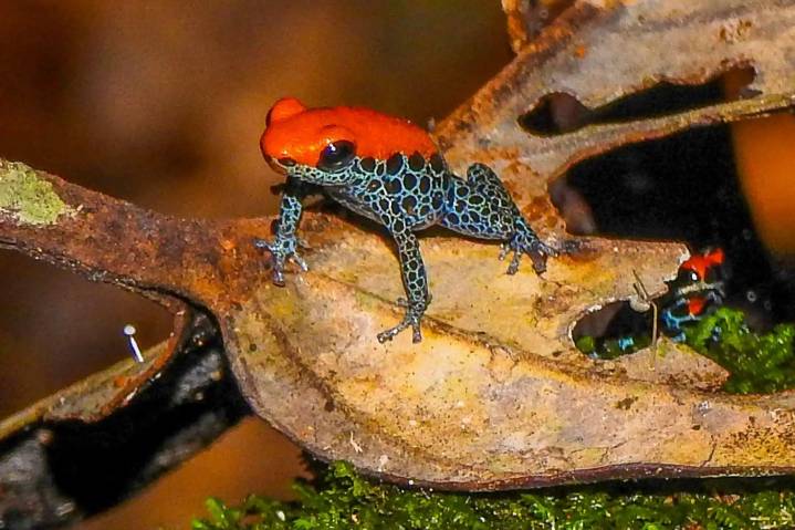 Latinoamérica llega a la COP30 con el desafío de convertir compromisos en acción