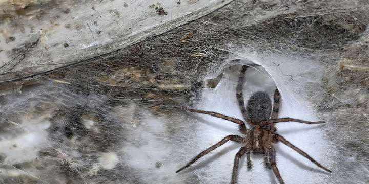 Encontraron la telaraña más grande del mundo en una cueva de azufre entre Grecia y Albania