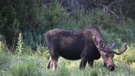 CPW investigating reported moose attack west of Boulder