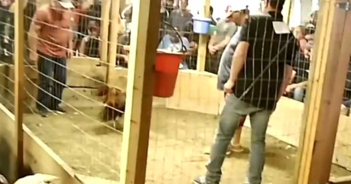 Oklahoma Sheriffs’ Association backs strengthening cockfighting laws