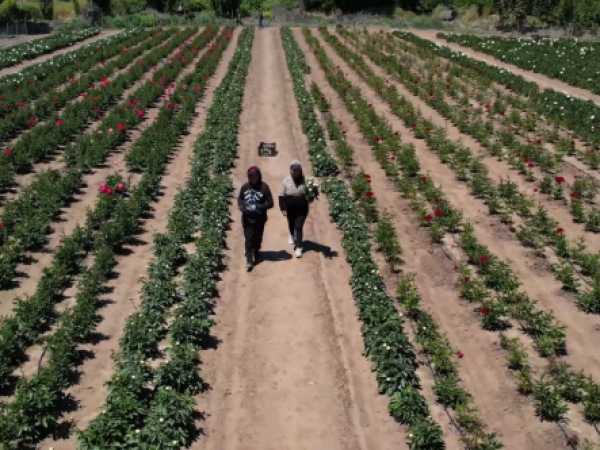Peonías producidas en Santa Cruz llegarán a Brasil